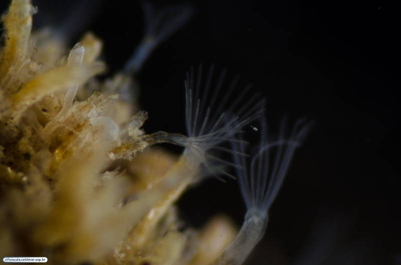 Представитель Семейства Mimosellidae